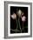 Parrot Tulips II-Andrew Levine-Framed Giclee Print