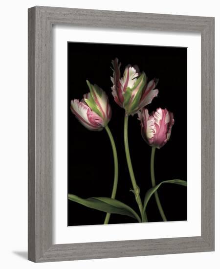 Parrot Tulips II-Andrew Levine-Framed Giclee Print