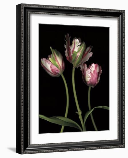 Parrot Tulips II-Andrew Levine-Framed Giclee Print