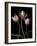 Parrot Tulips II-Andrew Levine-Framed Giclee Print