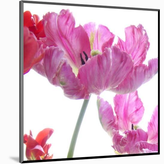 Parrot Tulips-Judy Stalus-Mounted Art Print