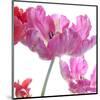 Parrot Tulips-Judy Stalus-Mounted Art Print