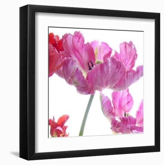 Parrot Tulips-Judy Stalus-Framed Art Print