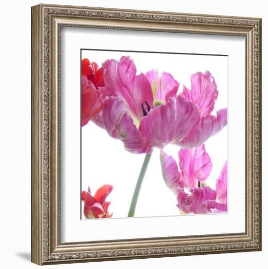 Parrot Tulips-Judy Stalus-Framed Art Print