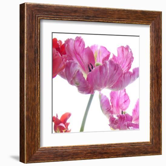 Parrot Tulips-Judy Stalus-Framed Art Print