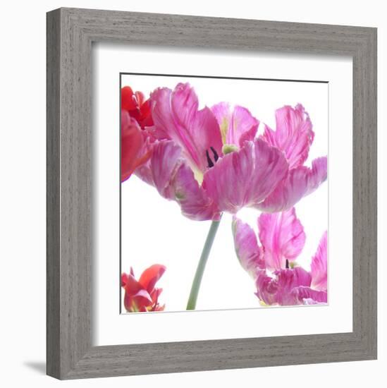 Parrot Tulips-Judy Stalus-Framed Art Print