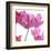 Parrot Tulips-Judy Stalus-Framed Art Print