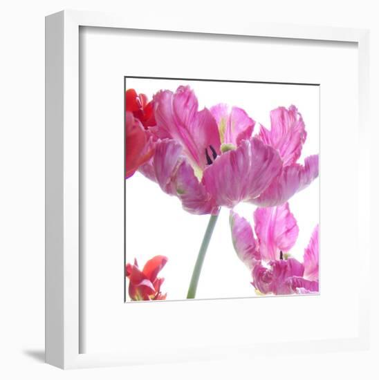 Parrot Tulips-Judy Stalus-Framed Art Print