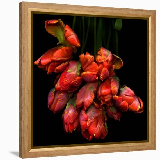 Parrot Tulips-Magda Indigo-Framed Premier Image Canvas