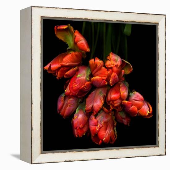 Parrot Tulips-Magda Indigo-Framed Premier Image Canvas