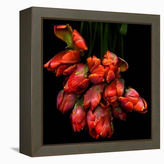 Parrot Tulips-Magda Indigo-Framed Premier Image Canvas