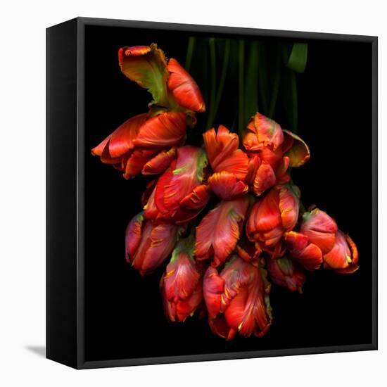 Parrot Tulips-Magda Indigo-Framed Premier Image Canvas