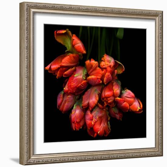 Parrot Tulips-Magda Indigo-Framed Photographic Print