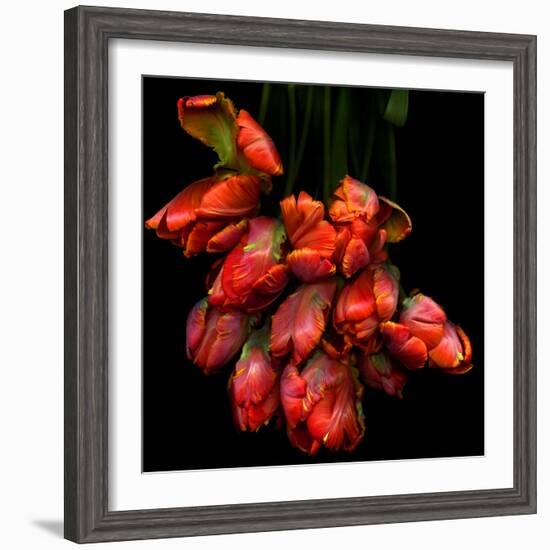 Parrot Tulips-Magda Indigo-Framed Photographic Print