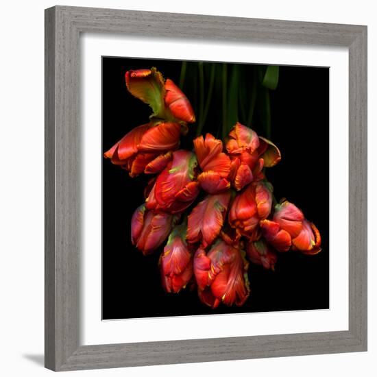 Parrot Tulips-Magda Indigo-Framed Photographic Print