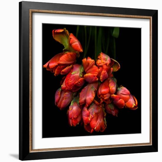 Parrot Tulips-Magda Indigo-Framed Photographic Print