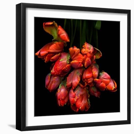 Parrot Tulips-Magda Indigo-Framed Photographic Print