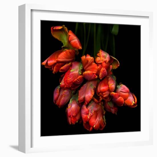 Parrot Tulips-Magda Indigo-Framed Photographic Print