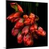 Parrot Tulips-Magda Indigo-Mounted Photographic Print