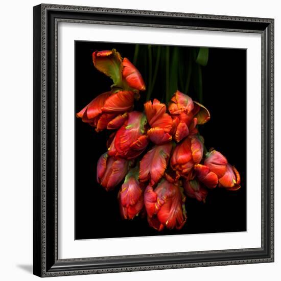 Parrot Tulips-Magda Indigo-Framed Photographic Print