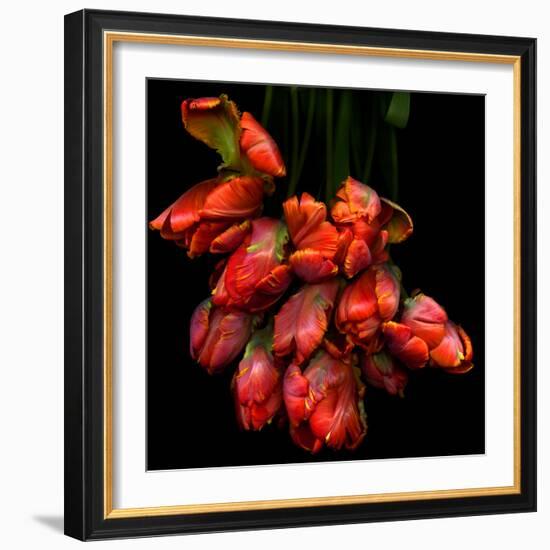 Parrot Tulips-Magda Indigo-Framed Photographic Print