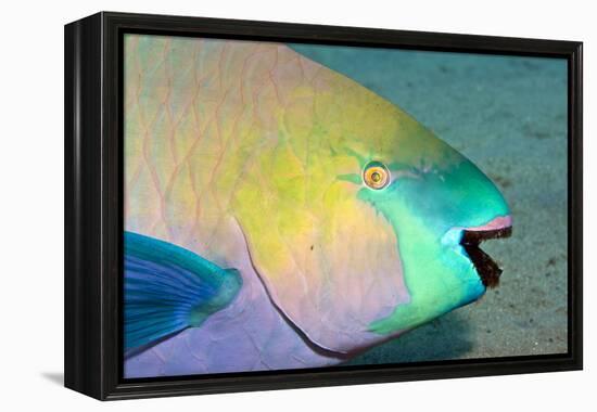 Parrotfish with Algae-Filled Teeth-null-Framed Premier Image Canvas