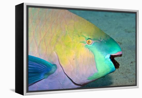 Parrotfish with Algae-Filled Teeth-null-Framed Premier Image Canvas