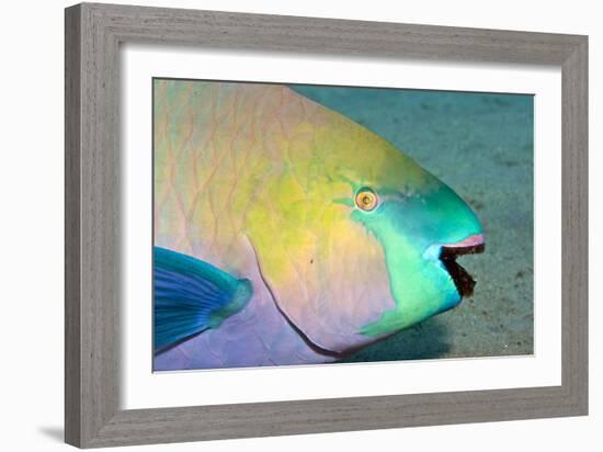 Parrotfish with Algae-Filled Teeth-null-Framed Photographic Print