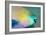 Parrotfish with Algae-Filled Teeth-null-Framed Photographic Print