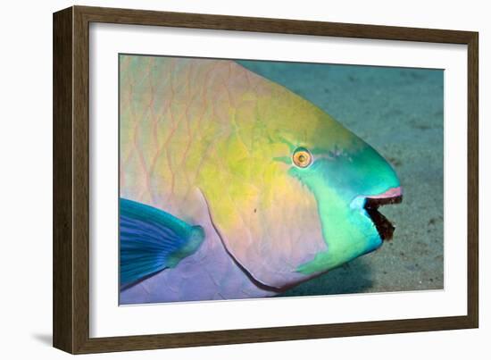 Parrotfish with Algae-Filled Teeth-null-Framed Photographic Print