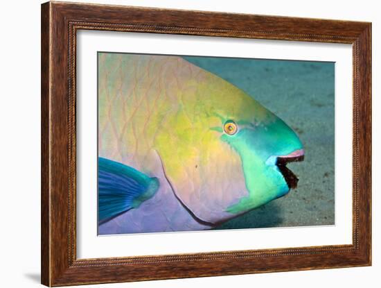 Parrotfish with Algae-Filled Teeth-null-Framed Photographic Print