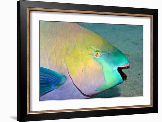 Parrotfish with Algae-Filled Teeth-null-Framed Photographic Print