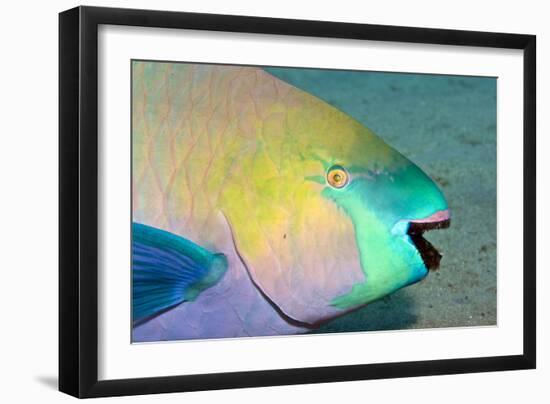 Parrotfish with Algae-Filled Teeth-null-Framed Photographic Print