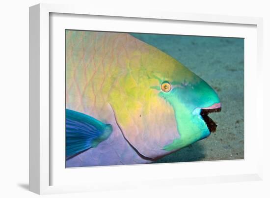 Parrotfish with Algae-Filled Teeth-null-Framed Photographic Print