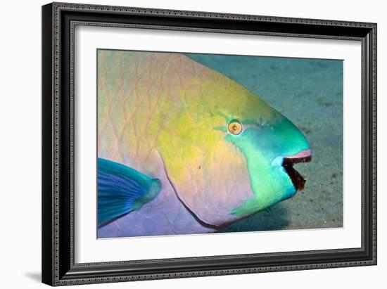 Parrotfish with Algae-Filled Teeth-null-Framed Photographic Print