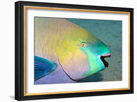 Parrotfish with Algae-Filled Teeth-null-Framed Photographic Print