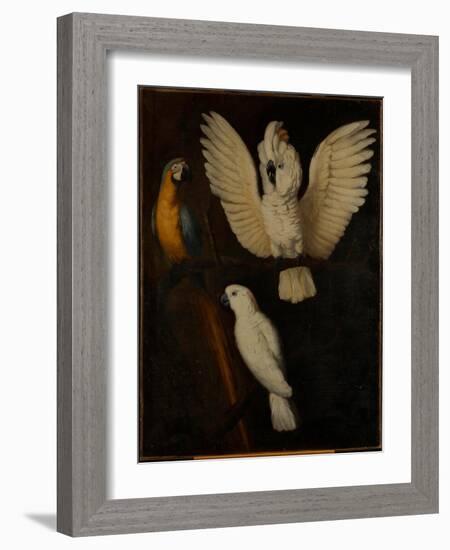 Parrots, c.1670-Dutch School-Framed Giclee Print