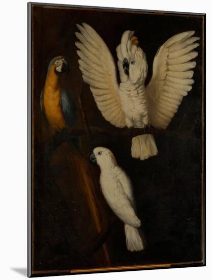 Parrots, c.1670-Dutch School-Mounted Giclee Print