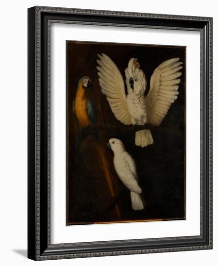 Parrots, c.1670-Dutch School-Framed Giclee Print