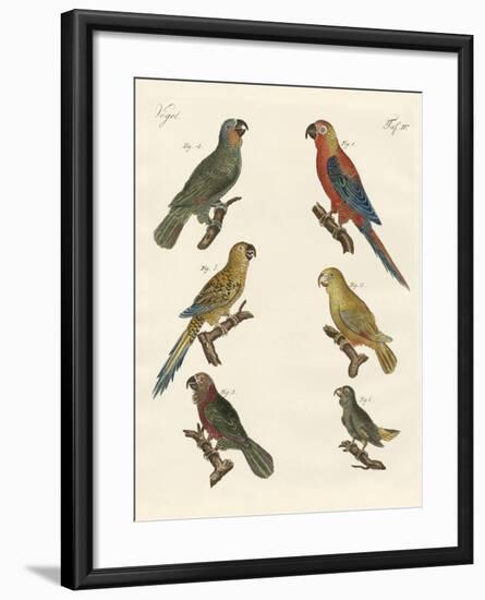 Parrots of the New World-null-Framed Giclee Print