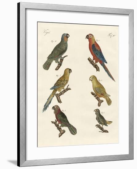 Parrots of the New World-null-Framed Giclee Print