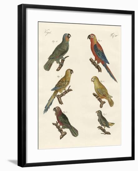 Parrots of the New World-null-Framed Giclee Print