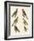 Parrots of the New World-null-Framed Giclee Print