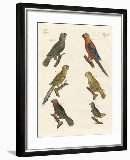 Parrots of the New World-null-Framed Giclee Print