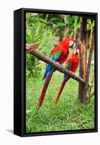 Parrots: Scarlet Macaw (Ara Macao)-zanskar-Framed Premier Image Canvas