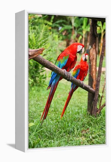 Parrots: Scarlet Macaw (Ara Macao)-zanskar-Framed Premier Image Canvas