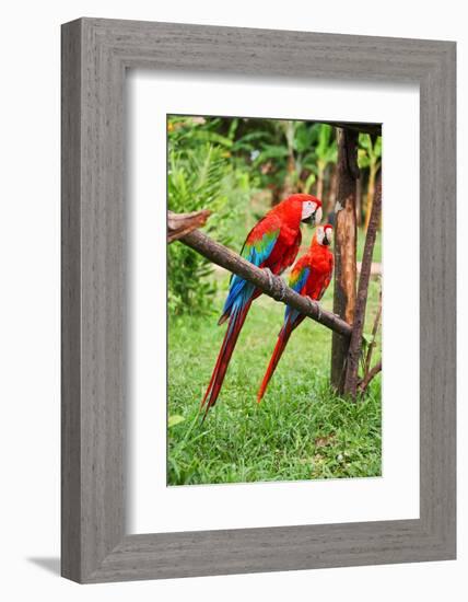 Parrots: Scarlet Macaw (Ara Macao)-zanskar-Framed Photographic Print