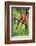 Parrots: Scarlet Macaw (Ara Macao)-zanskar-Framed Photographic Print