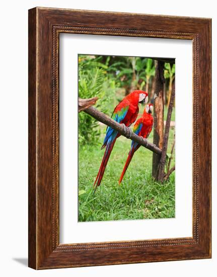 Parrots: Scarlet Macaw (Ara Macao)-zanskar-Framed Photographic Print