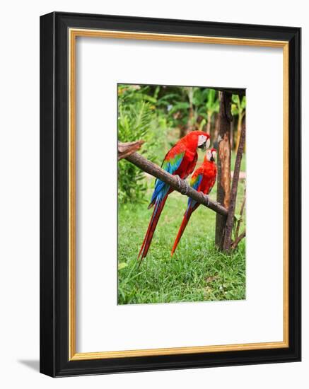 Parrots: Scarlet Macaw (Ara Macao)-zanskar-Framed Photographic Print